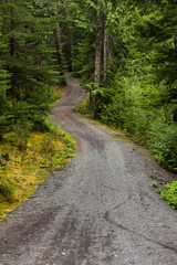 Fototapeta na wymiar Windy Trail in Forest in British Columbia, Canada
