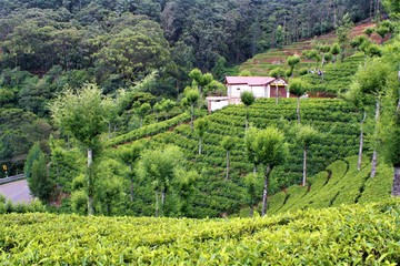 Tea fields in the summer in Coimbatore, India