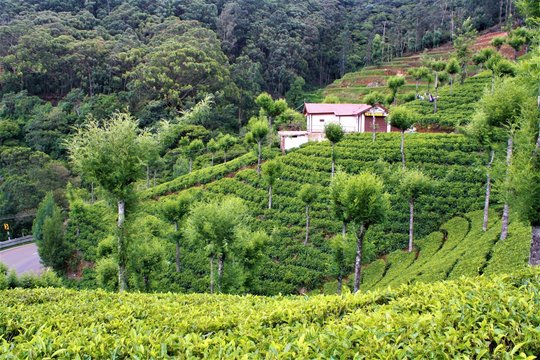 Tea fields in the summer in Coimbatore, India