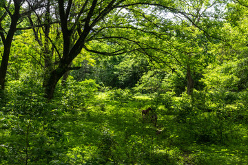 Nature, Guanacaste, Costa Rica.	