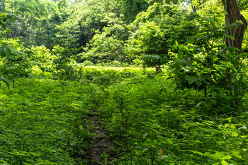 Nature, Guanacaste, Costa Rica.	