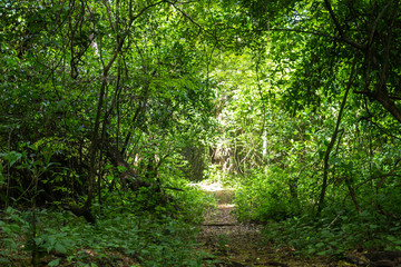 Nature, Guanacaste, Costa Rica.	