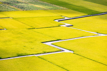 Rice field of Lotus valley in Waipu, Taichung, Taiwan