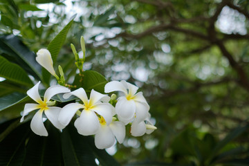 Frangipani flower, Plumeria, Temple Tree, Graveyard Tree 