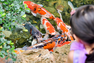 Obraz na płótnie Canvas Koi Carp Cyprinus carpio ,Children are watching koi fish close to the water surface in the pond