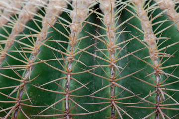 Closeup cactus growing in the garden for background.