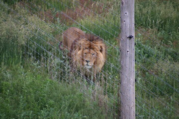 King