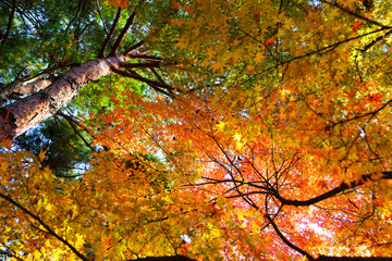 京都 寺の秋たけなわ