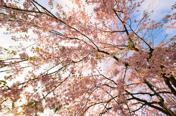 枝垂れ桜 咲き乱れる 角館にて