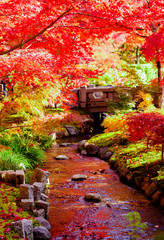 美しい日本の紅葉　京都にて