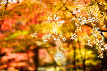 美しい日本の紅葉　京都にて