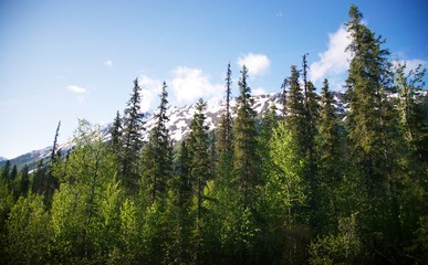 Fototapeta premium View of Alaska interior taken from the Train between Seward and Denali. Mountains, green trees, blue sky, and clouds. 
