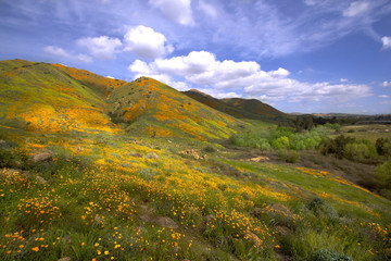 California Wildflowers
