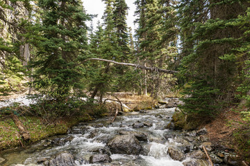 fast mountain stream at summer time in in garibaldi provincial park canada.