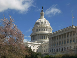 capitol building and flowering cherry trees in washington dc