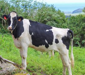 cow in field