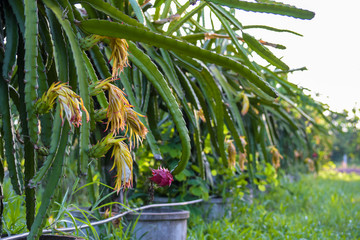 Fototapeta premium A pitaya or pitahaya,the fruit of several different cactus species indigenous to the Americas,The dragon fruit is cultivated in Southeast Asia, and throughout tropical and subtropical world regions.