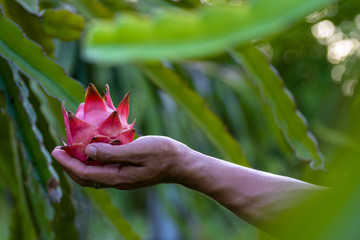 A pitaya or pitahaya,the fruit of several different cactus species indigenous to the Americas,The dragon fruit is cultivated in Southeast Asia, and throughout tropical and subtropical world regions.