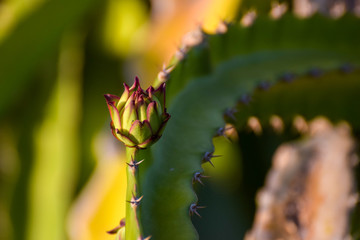 A pitaya or pitahaya,the fruit of several different cactus species indigenous to the Americas,The dragon fruit is cultivated in Southeast Asia, and throughout tropical and subtropical world regions.