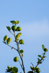 The Key lime is a citrus hybrid with a spherical fruit, The Key lime is usually picked while it is still green but it becomes yellow when ripe.