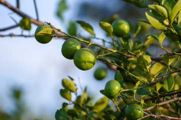 The Key lime is a citrus hybrid with a spherical fruit, The Key lime is usually picked while it is still green but it becomes yellow when ripe.