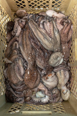 raw octopus in a container for sale in a market