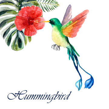 Watercolor hammingbird with flower isolated on a white background