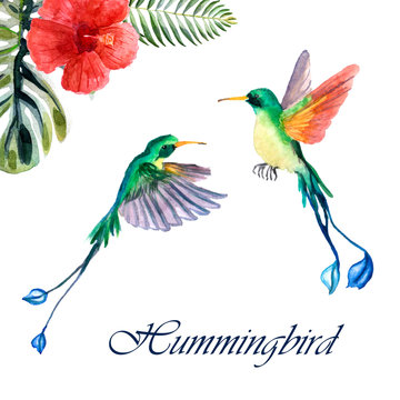 Watercolor couple of hammingbirds with flower isolated on a white background