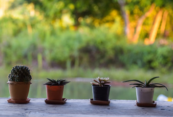 Ornamental plants in small pots on wooden bars, natural blurred background