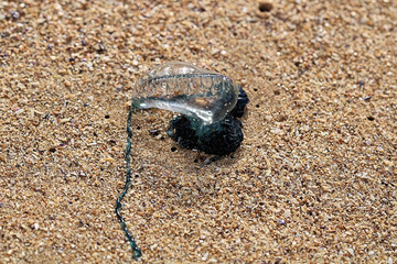 Blue Bottle Jellyfish on a Beach