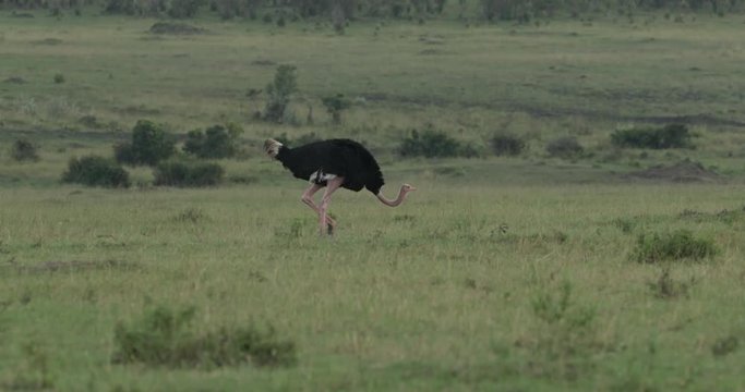 Male ostrich in Kenya's Maasai Mara Masai, East Africa walking in the grass. 
