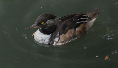hooded merganser duck in water 