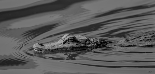 american alligator in the water