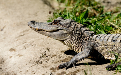 Obraz premium american alligator grass background