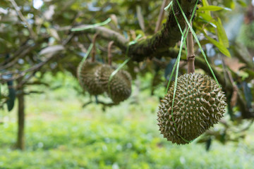 Durian garden during the production period