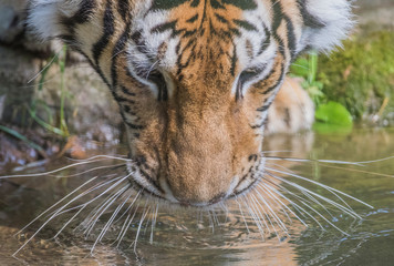 Obraz premium tiger in zoo drinking water 