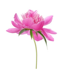 Pink peony