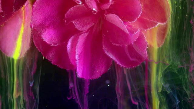 Pink geranium. Colorful ink in water.