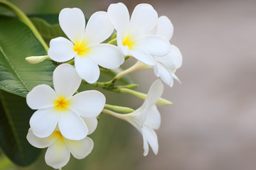 Fototapeta na wymiar Plumeria flower white frangipani tropical flower