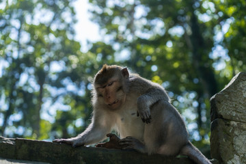 Monkeys in the monkey park