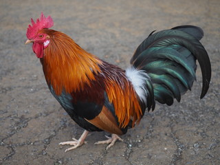 Rooster in Kauai, Hawaii