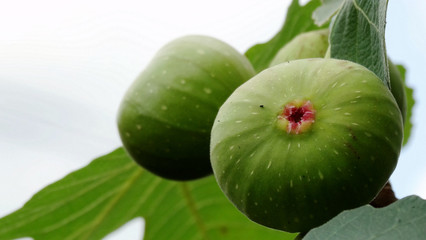 Unripe green fig on the tree, close up branch of fig tree with green fruit image.