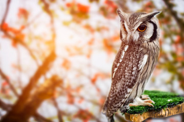 Autumn in nature with owl. Ural Owl, Strix uralensis, sitting on tree branch with orange leaves in oak forest, Wildlife scene from nature.
