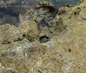 Hawaiian black crab hiding in a crevice at the water's edge on Oahu, Hawaii