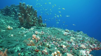Natural Pristine Coral Reef no bleaching or death
