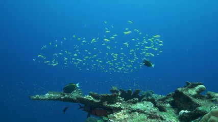 Natural Pristine Coral Reef no bleaching or death