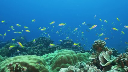 Natural Pristine Coral Reef no bleaching or death