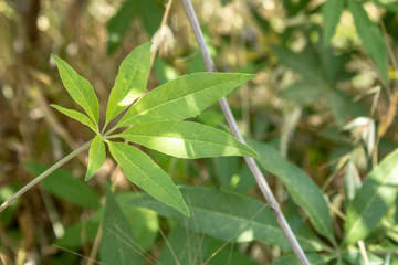 Leaves of lilac chaste tree close up. Taken in the woods.