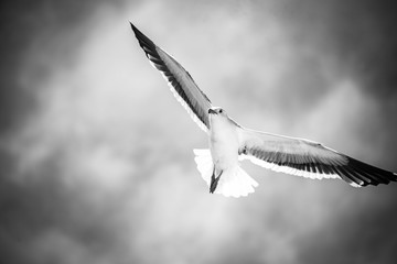 Soaring Seagull Black and White