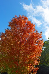 Maple tree in autumn. bright red colors of deciduous tree under blue sky.